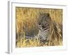 Leopard (Panthera Pardus), Masai Mara National Reserve, Kenya, East Africa, Africa-James Hager-Framed Photographic Print