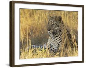 Leopard (Panthera Pardus), Masai Mara National Reserve, Kenya, East Africa, Africa-James Hager-Framed Photographic Print