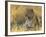 Leopard (Panthera Pardus), Masai Mara National Reserve, Kenya, East Africa, Africa-James Hager-Framed Photographic Print