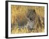 Leopard (Panthera Pardus), Masai Mara National Reserve, Kenya, East Africa, Africa-James Hager-Framed Photographic Print