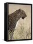 Leopard (Panthera Pardus), Masai Mara National Reserve, Kenya, East Africa, Africa-James Hager-Framed Stretched Canvas
