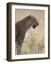 Leopard (Panthera Pardus), Masai Mara National Reserve, Kenya, East Africa, Africa-James Hager-Framed Photographic Print