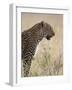 Leopard (Panthera Pardus), Masai Mara National Reserve, Kenya, East Africa, Africa-James Hager-Framed Photographic Print