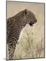 Leopard (Panthera Pardus), Masai Mara National Reserve, Kenya, East Africa, Africa-James Hager-Mounted Photographic Print