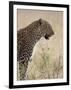 Leopard (Panthera Pardus), Masai Mara National Reserve, Kenya, East Africa, Africa-James Hager-Framed Photographic Print