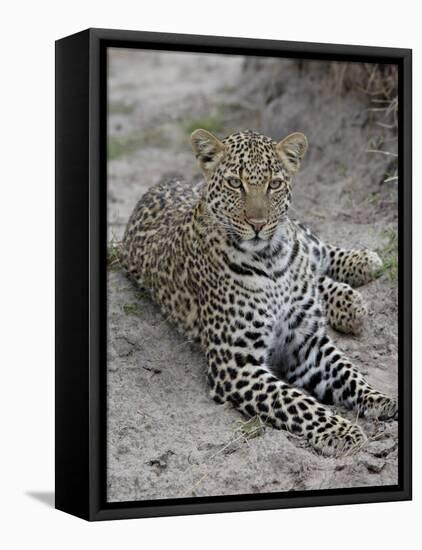 Leopard (Panthera Pardus), Masai Mara National Reserve, Kenya, East Africa, Africa-James Hager-Framed Stretched Canvas