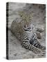 Leopard (Panthera Pardus), Masai Mara National Reserve, Kenya, East Africa, Africa-James Hager-Stretched Canvas