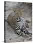 Leopard (Panthera Pardus), Masai Mara National Reserve, Kenya, East Africa, Africa-James Hager-Stretched Canvas