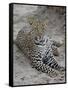 Leopard (Panthera Pardus), Masai Mara National Reserve, Kenya, East Africa, Africa-James Hager-Framed Stretched Canvas