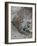 Leopard (Panthera Pardus), Masai Mara National Reserve, Kenya, East Africa, Africa-James Hager-Framed Photographic Print