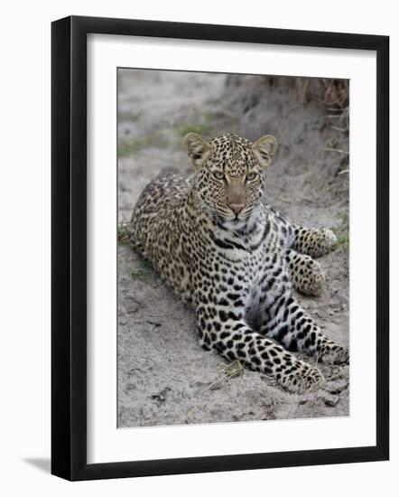 Leopard (Panthera Pardus), Masai Mara National Reserve, Kenya, East Africa, Africa-James Hager-Framed Photographic Print