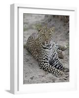 Leopard (Panthera Pardus), Masai Mara National Reserve, Kenya, East Africa, Africa-James Hager-Framed Photographic Print