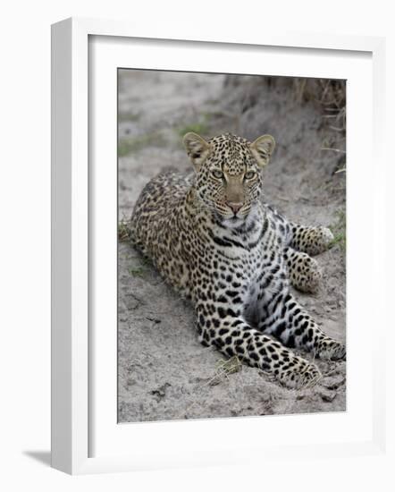 Leopard (Panthera Pardus), Masai Mara National Reserve, Kenya, East Africa, Africa-James Hager-Framed Photographic Print