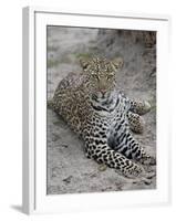 Leopard (Panthera Pardus), Masai Mara National Reserve, Kenya, East Africa, Africa-James Hager-Framed Photographic Print