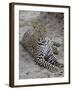 Leopard (Panthera Pardus), Masai Mara National Reserve, Kenya, East Africa, Africa-James Hager-Framed Photographic Print