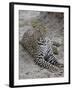 Leopard (Panthera Pardus), Masai Mara National Reserve, Kenya, East Africa, Africa-James Hager-Framed Photographic Print