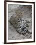 Leopard (Panthera Pardus), Masai Mara National Reserve, Kenya, East Africa, Africa-James Hager-Framed Photographic Print