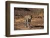Leopard (Panthera pardus), Mashatu Game Reserve, Botswana, Africa-Sergio Pitamitz-Framed Photographic Print