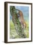 Leopard (Panthera Pardus) Moving Down a Tree, Ndutu, Ngorongoro Conservation Area, Tanzania-null-Framed Photographic Print