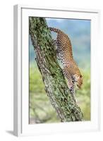 Leopard (Panthera Pardus) Moving Down a Tree, Ndutu, Ngorongoro Conservation Area, Tanzania-null-Framed Photographic Print