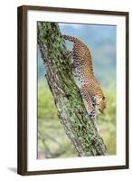 Leopard (Panthera Pardus) Moving Down a Tree, Ndutu, Ngorongoro Conservation Area, Tanzania-null-Framed Photographic Print