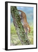 Leopard (Panthera Pardus) Moving Down a Tree, Ndutu, Ngorongoro Conservation Area, Tanzania-null-Framed Photographic Print