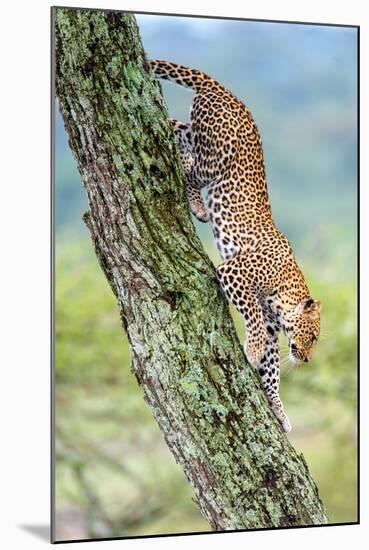 Leopard (Panthera Pardus) Moving Down a Tree, Ndutu, Ngorongoro Conservation Area, Tanzania-null-Mounted Photographic Print