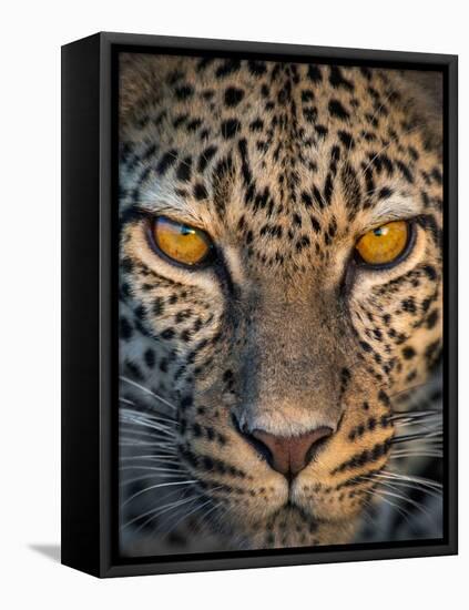 Leopard (Panthera Pardus), Ndutu, Ngorongoro Conservation Area, Tanzania-null-Framed Stretched Canvas