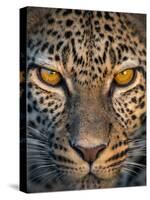 Leopard (Panthera Pardus), Ndutu, Ngorongoro Conservation Area, Tanzania-null-Stretched Canvas