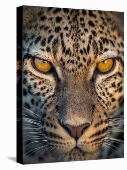 Leopard (Panthera Pardus), Ndutu, Ngorongoro Conservation Area, Tanzania-null-Stretched Canvas