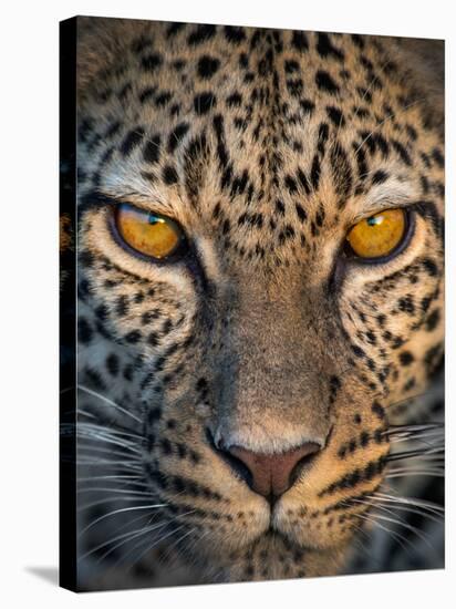 Leopard (Panthera Pardus), Ndutu, Ngorongoro Conservation Area, Tanzania-null-Stretched Canvas