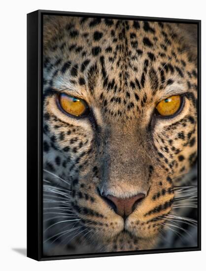 Leopard (Panthera Pardus), Ndutu, Ngorongoro Conservation Area, Tanzania-null-Framed Stretched Canvas