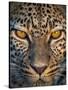 Leopard (Panthera Pardus), Ndutu, Ngorongoro Conservation Area, Tanzania-null-Stretched Canvas