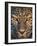 Leopard (Panthera Pardus), Ndutu, Ngorongoro Conservation Area, Tanzania-null-Framed Premium Photographic Print