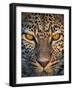 Leopard (Panthera Pardus), Ndutu, Ngorongoro Conservation Area, Tanzania-null-Framed Premium Photographic Print