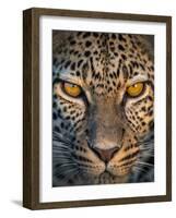 Leopard (Panthera Pardus), Ndutu, Ngorongoro Conservation Area, Tanzania-null-Framed Photographic Print