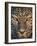 Leopard (Panthera Pardus), Ndutu, Ngorongoro Conservation Area, Tanzania-null-Framed Photographic Print