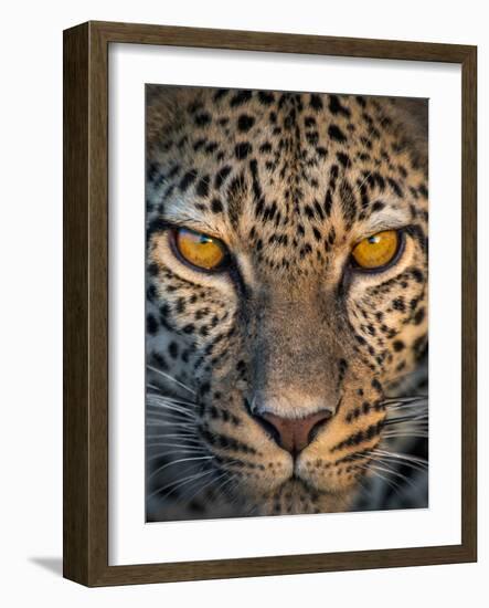 Leopard (Panthera Pardus), Ndutu, Ngorongoro Conservation Area, Tanzania-null-Framed Photographic Print