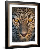 Leopard (Panthera Pardus), Ndutu, Ngorongoro Conservation Area, Tanzania-null-Framed Photographic Print