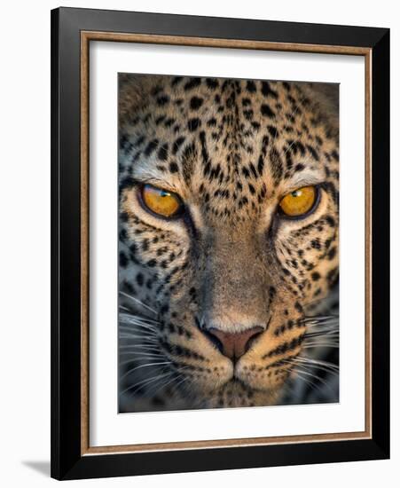 Leopard (Panthera Pardus), Ndutu, Ngorongoro Conservation Area, Tanzania-null-Framed Photographic Print