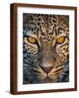 Leopard (Panthera Pardus), Ndutu, Ngorongoro Conservation Area, Tanzania-null-Framed Photographic Print