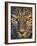 Leopard (Panthera Pardus), Ndutu, Ngorongoro Conservation Area, Tanzania-null-Framed Photographic Print