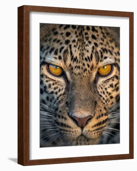 Leopard (Panthera Pardus), Ndutu, Ngorongoro Conservation Area, Tanzania-null-Framed Photographic Print