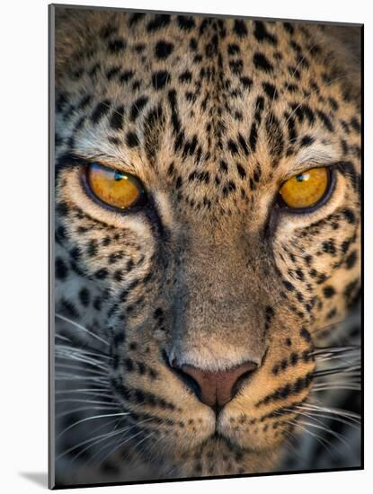 Leopard (Panthera Pardus), Ndutu, Ngorongoro Conservation Area, Tanzania-null-Mounted Photographic Print