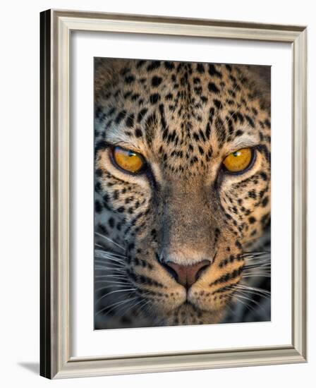 Leopard (Panthera Pardus), Ndutu, Ngorongoro Conservation Area, Tanzania-null-Framed Photographic Print