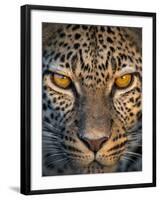 Leopard (Panthera Pardus), Ndutu, Ngorongoro Conservation Area, Tanzania-null-Framed Photographic Print