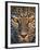 Leopard (Panthera Pardus), Ndutu, Ngorongoro Conservation Area, Tanzania-null-Framed Photographic Print