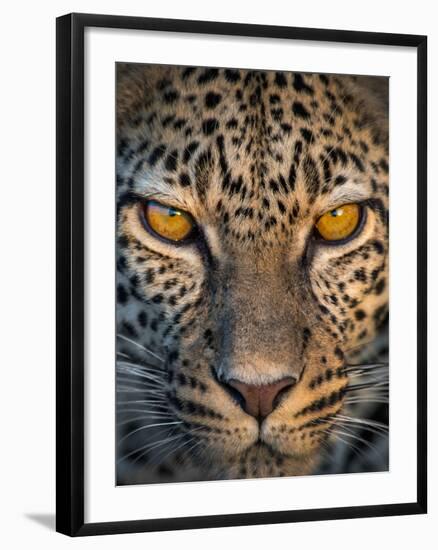 Leopard (Panthera Pardus), Ndutu, Ngorongoro Conservation Area, Tanzania-null-Framed Photographic Print