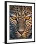 Leopard (Panthera Pardus), Ndutu, Ngorongoro Conservation Area, Tanzania-null-Framed Photographic Print