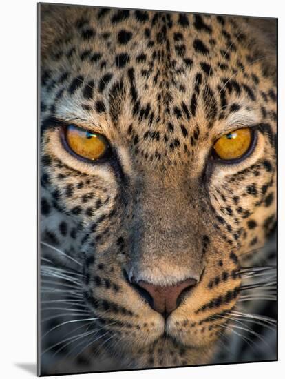 Leopard (Panthera Pardus), Ndutu, Ngorongoro Conservation Area, Tanzania-null-Mounted Photographic Print